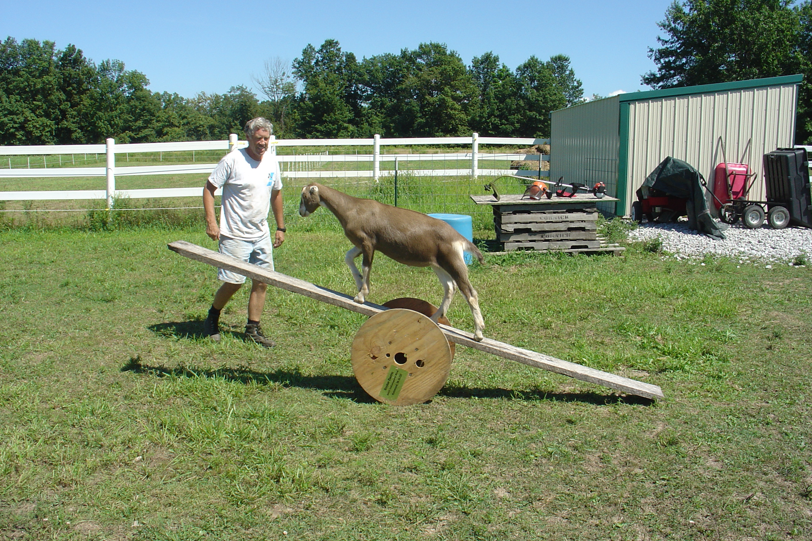 Barley and his Teeter Totter Sharon Biggs Waller